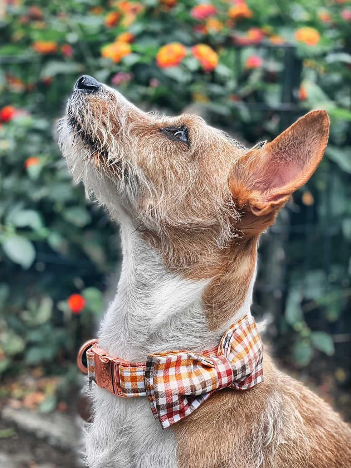 Dog Collar with Bow, Comfotable Dog Bowtie, Bowtie Dog Collar Adjustable Dog Collars for Small Medium Large Dogs